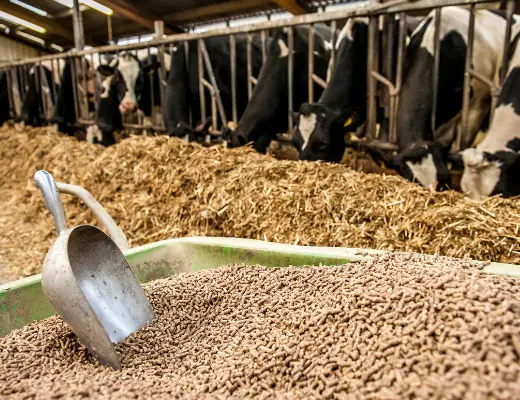 Thu nghiem thuc an chan nuoi